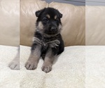 Small #8 German Shepherd Dog