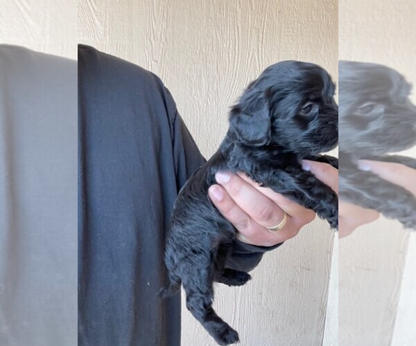 Medium Photo #4 YorkiePoo Puppy For Sale in FALCON, CO, USA