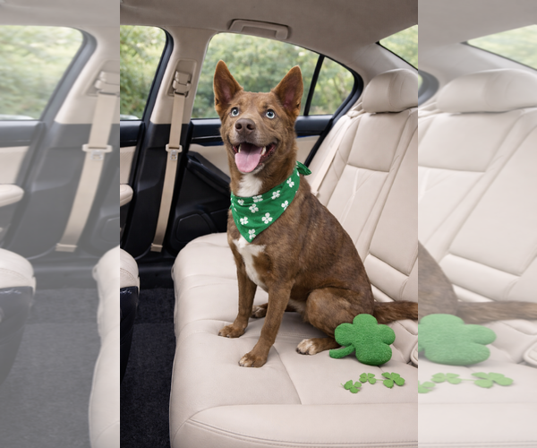 Medium Photo #3 Australian Kelpie-Siberian Husky Mix Puppy For Sale in Euless, TX, USA