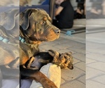 Small Photo #8 Rottweiler Puppy For Sale in DESERT HILLS, AZ, USA