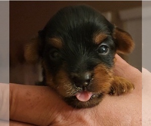 Yorkshire Terrier Puppy for sale in BURLINGTON, KY, USA