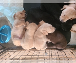 Labrador Retriever Puppy for sale in PUEBLO WEST, CO, USA