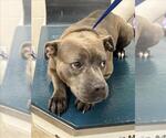 CHESS - Female American Bulldog-Unknown Mix Dog for Adoption - Small photo