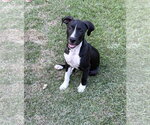 Small #1 Labrador Retriever Mix