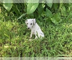 Small Photo #11 Dalmatian Puppy For Sale in MERRITT IS, FL, USA