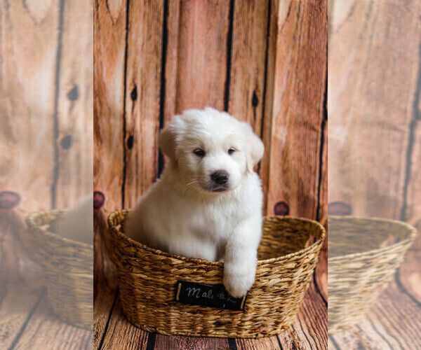 Medium Photo #5 Great Pyrenees Puppy For Sale in POWDER SPRINGS, GA, USA