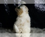 Small Photo #126 Maltipoo (Miniature) Puppy For Sale in WARSAW, IN, USA