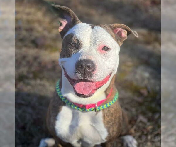 Medium Photo #4 American Pit Bull Terrier Puppy For Sale in Cranford, NJ, USA