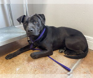 American Staffordshire Terrier-Labrador Retriever Mix Dogs for adoption in Bolivar, MO, USA