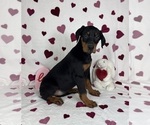 Small #2 Doberman Pinscher