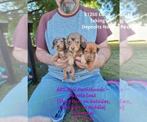 Dachshund Litter for sale in TOPEKA, IN, USA