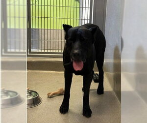 Mutt Dogs for adoption in Rancho Cucamonga, CA, USA