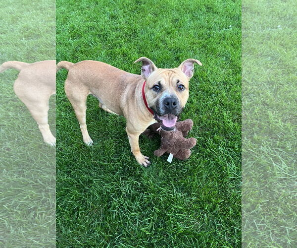 Medium Photo #10 Bullboxer Pit Puppy For Sale in Princeton, MN, USA