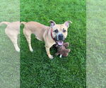 Small #9 Bullboxer Pit