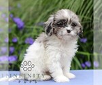 Small #3 Cavapoo