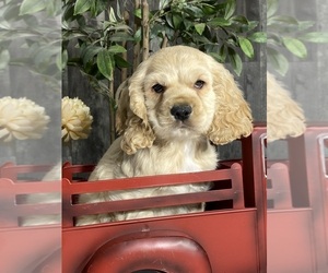Cocker Spaniel Puppy for sale in CANOGA, NY, USA