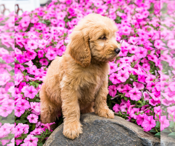 Medium Photo #2 Goldendoodle Puppy For Sale in WAKARUSA, IN, USA
