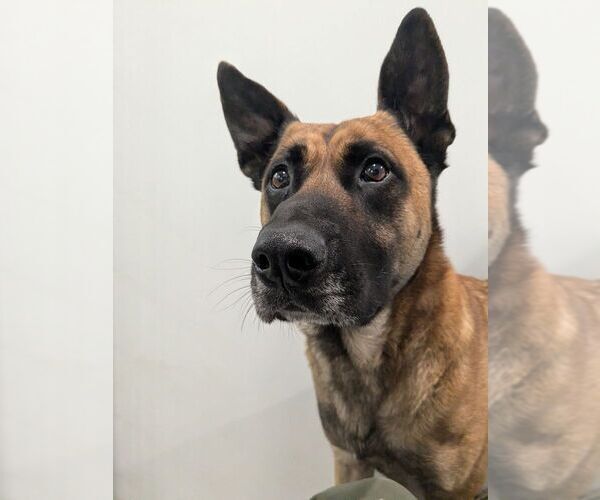 Medium Photo #1 German Shepherd Dog-Unknown Mix Puppy For Sale in Imlay City, MI, USA