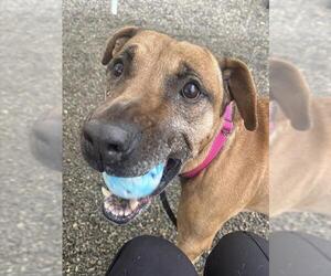 Boxer-Unknown Mix Dogs for adoption in Palmetto, FL, USA