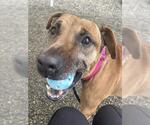 Small Boxer Mix