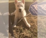 Small Photo #25 Siberian Husky Puppy For Sale in JOPLIN, MO, USA