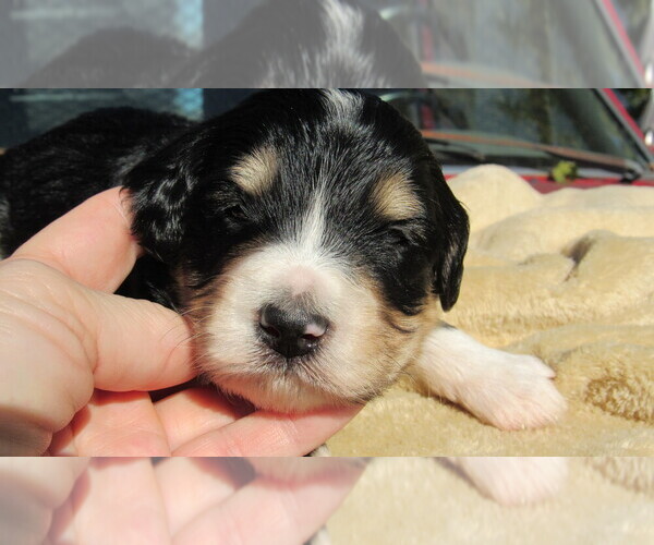Medium Photo #10 Bernedoodle Puppy For Sale in BIG ROCK, IL, USA