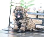 Small #2 ShihPoo