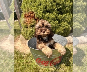 Cockapoo Puppy for sale in MIDDLEBURY, IN, USA