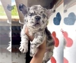 Small Photo #43 French Bulldog Puppy For Sale in SAN ANTONIO, TX, USA