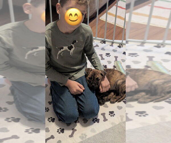 Medium Photo #6 American Staffordshire Terrier-Staffordshire Bull Terrier Mix Puppy For Sale in Brewster, NY, USA