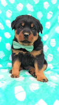 Medium Photo #1 Rottweiler Puppy For Sale in LANCASTER, PA, USA