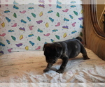 Small Photo #3 French Bulldog Puppy For Sale in WISC RAPIDS, WI, USA