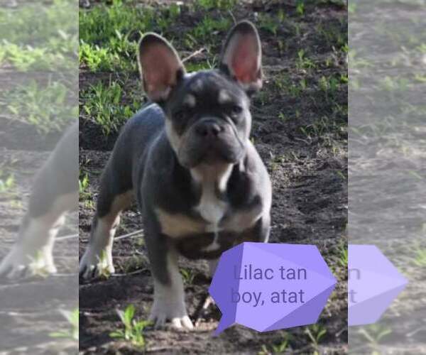 Medium Photo #5 French Bulldog Puppy For Sale in Pilis, Pest, Hungary