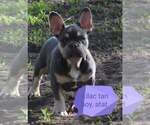 Small Photo #5 French Bulldog Puppy For Sale in Pilis, Pest, Hungary