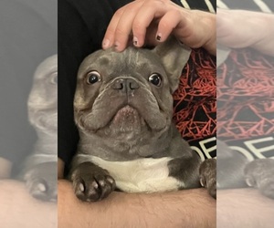 Father of the French Bulldog puppies born on 04/01/2023