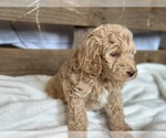 Small #8 Aussiedoodle-Poodle (Standard) Mix