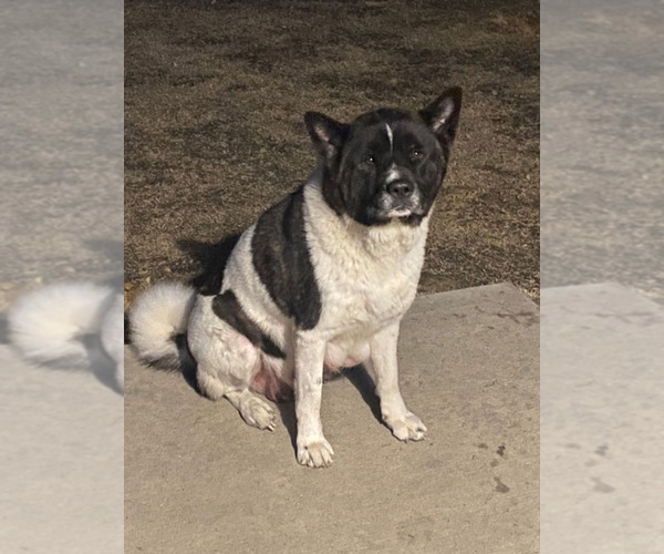 Medium Photo #1 Akita Puppy For Sale in ZEBULON, NC, USA