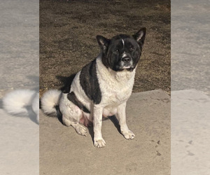 Mother of the Akita puppies born on 01/04/2026