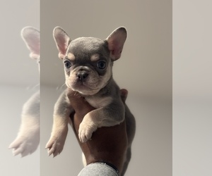 French Bulldog Puppy for sale in CANTON, GA, USA