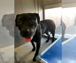 Small American Pit Bull Terrier Mix
