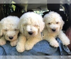 Komondor Puppy for sale in DRESDEN, OH, USA