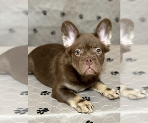 French Bulldog Puppy for sale in PALM BAY, FL, USA