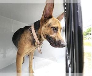 German Shepherd Dog-Unknown Mix Dogs for adoption in Houston, TX, USA