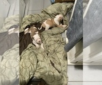 Small Photo #9 American Bulldog Puppy For Sale in SAINT LOUIS, MO, USA