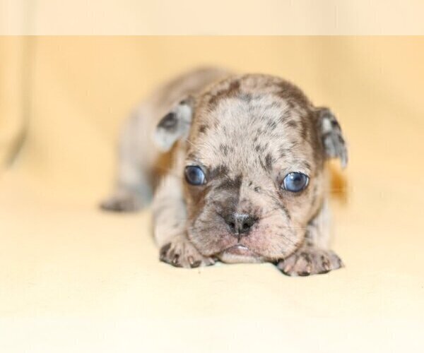 Medium Photo #3 French Bulldog Puppy For Sale in DELRAY BEACH, FL, USA