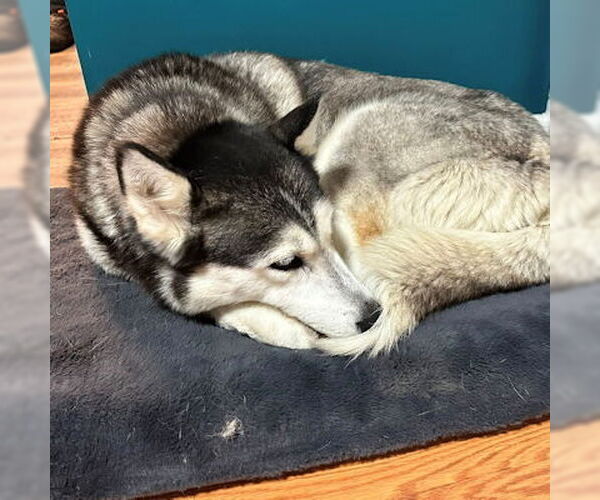 Medium Photo #2 Siberian Husky Puppy For Sale in Omaha, NE, USA