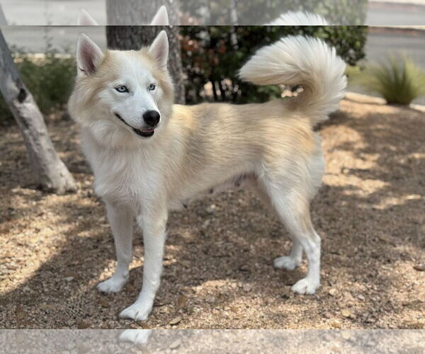 Medium Photo #5 Huskies -Unknown Mix Puppy For Sale in PIPE CREEK, TX, USA