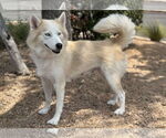 Small #4 Huskies  Mix
