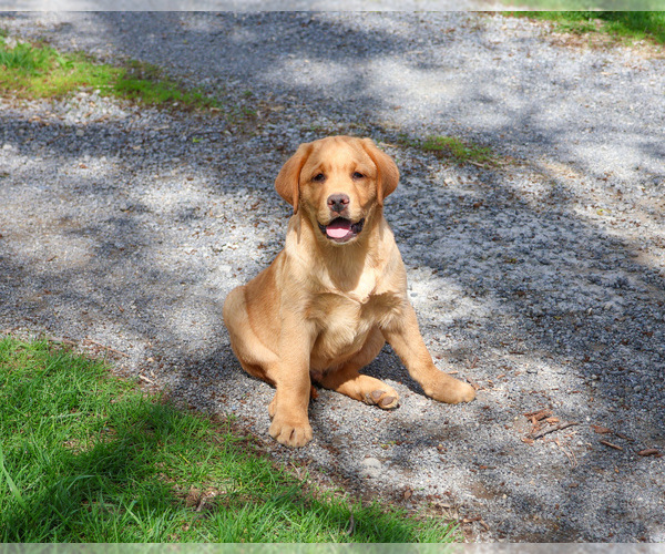 Medium Photo #4 Labrador Retriever Puppy For Sale in SYRACUSE, IN, USA