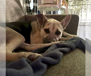 Piper - Female Labrador Retriever-Unknown Mix Dog for Adoption - Photo #10